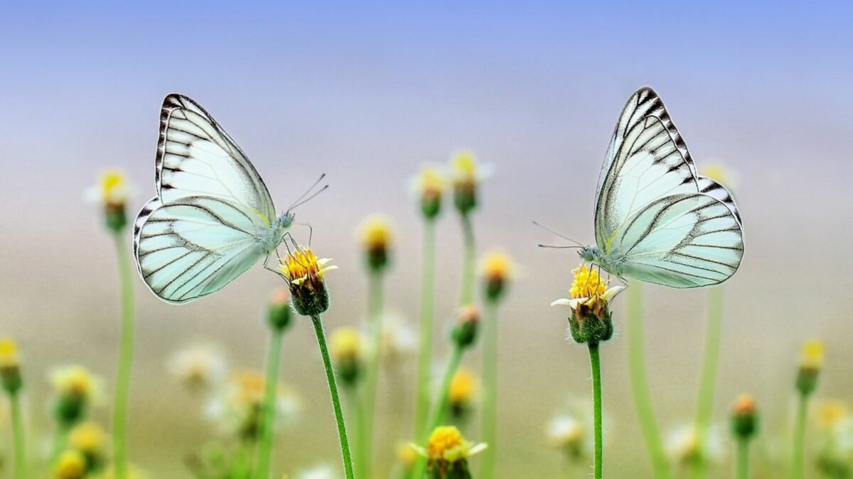 2 papillons