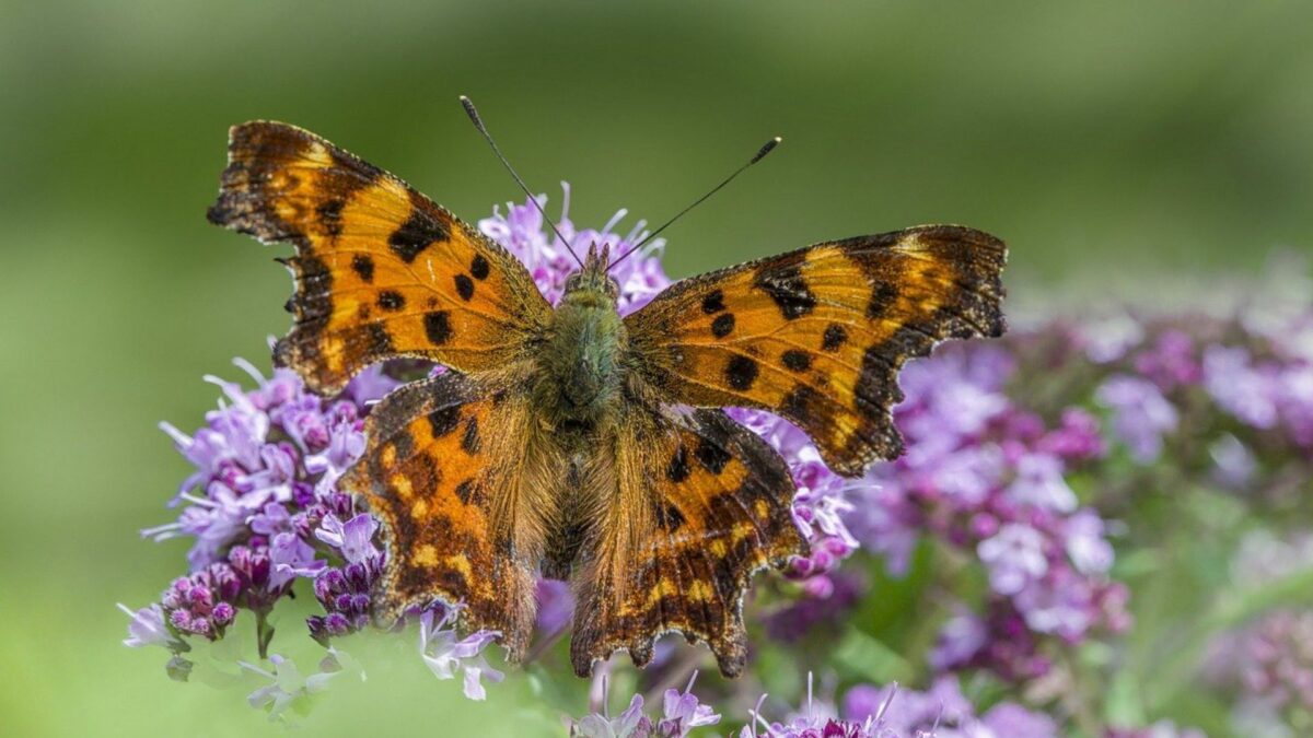 papillon