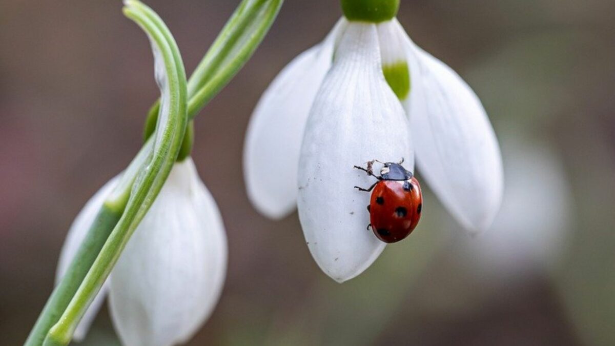 coccinelle sur une fleure blanche