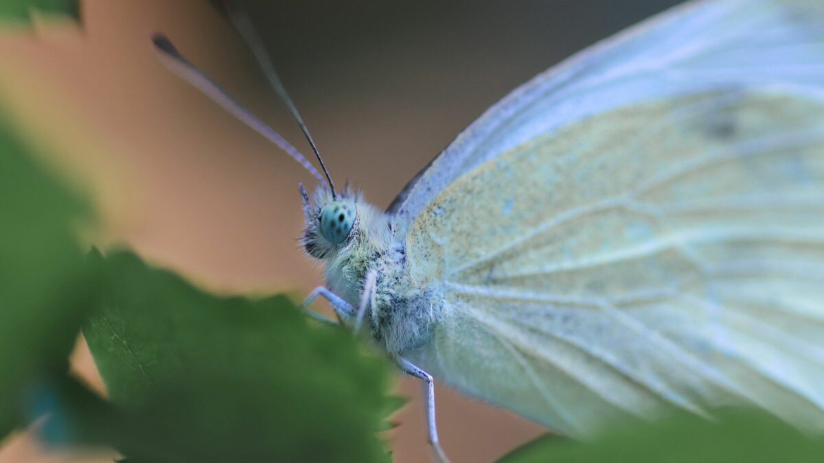 papillon bleu